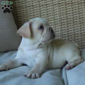 Pugsley, French Bulldog Puppy